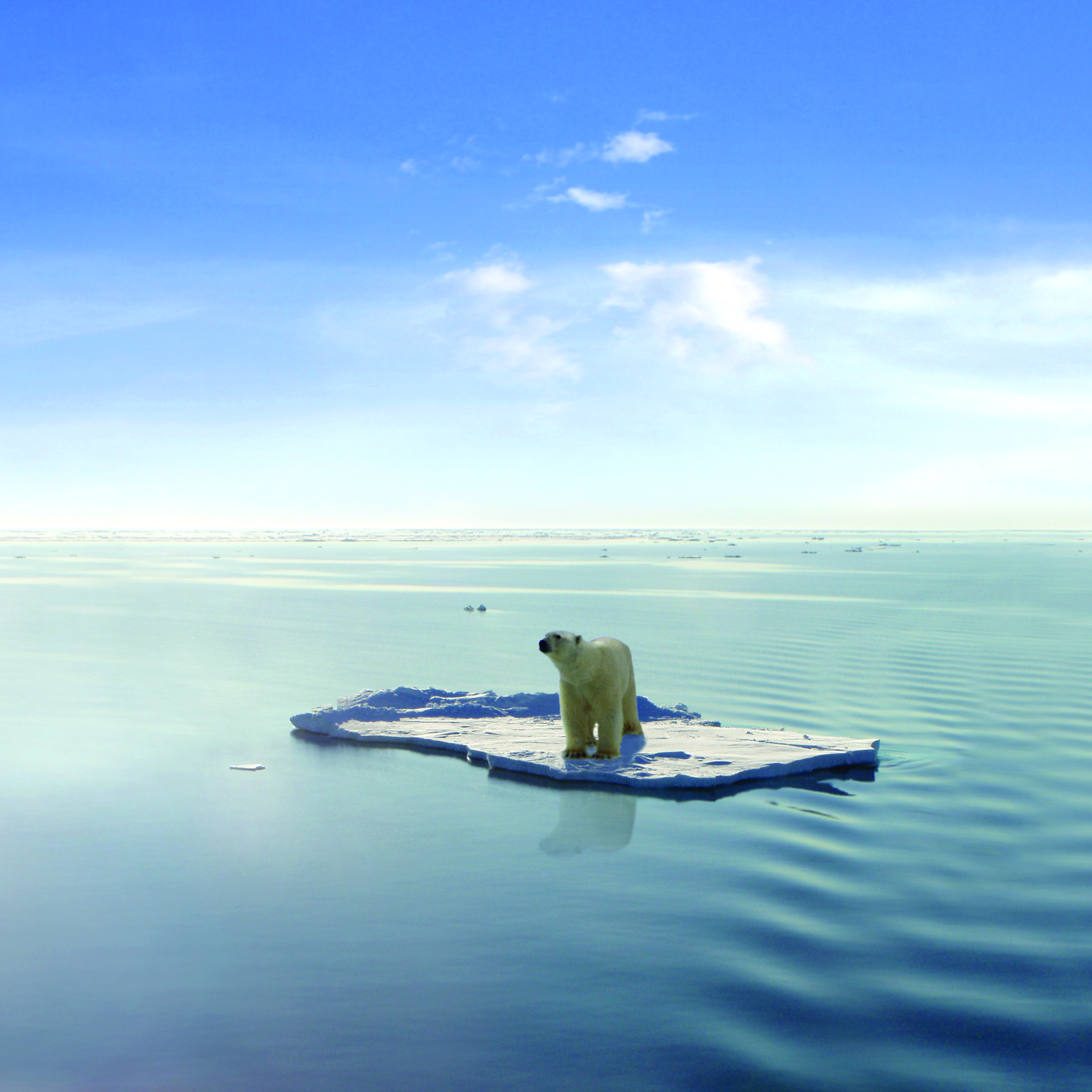 A polar bear managed to get on one of the last ice floes floating in the Arctic sea. Due to global warming the natural environment of the polar bear in the Arctic has changed a lot. The Arctic sea has much less ice than it had some years ago.