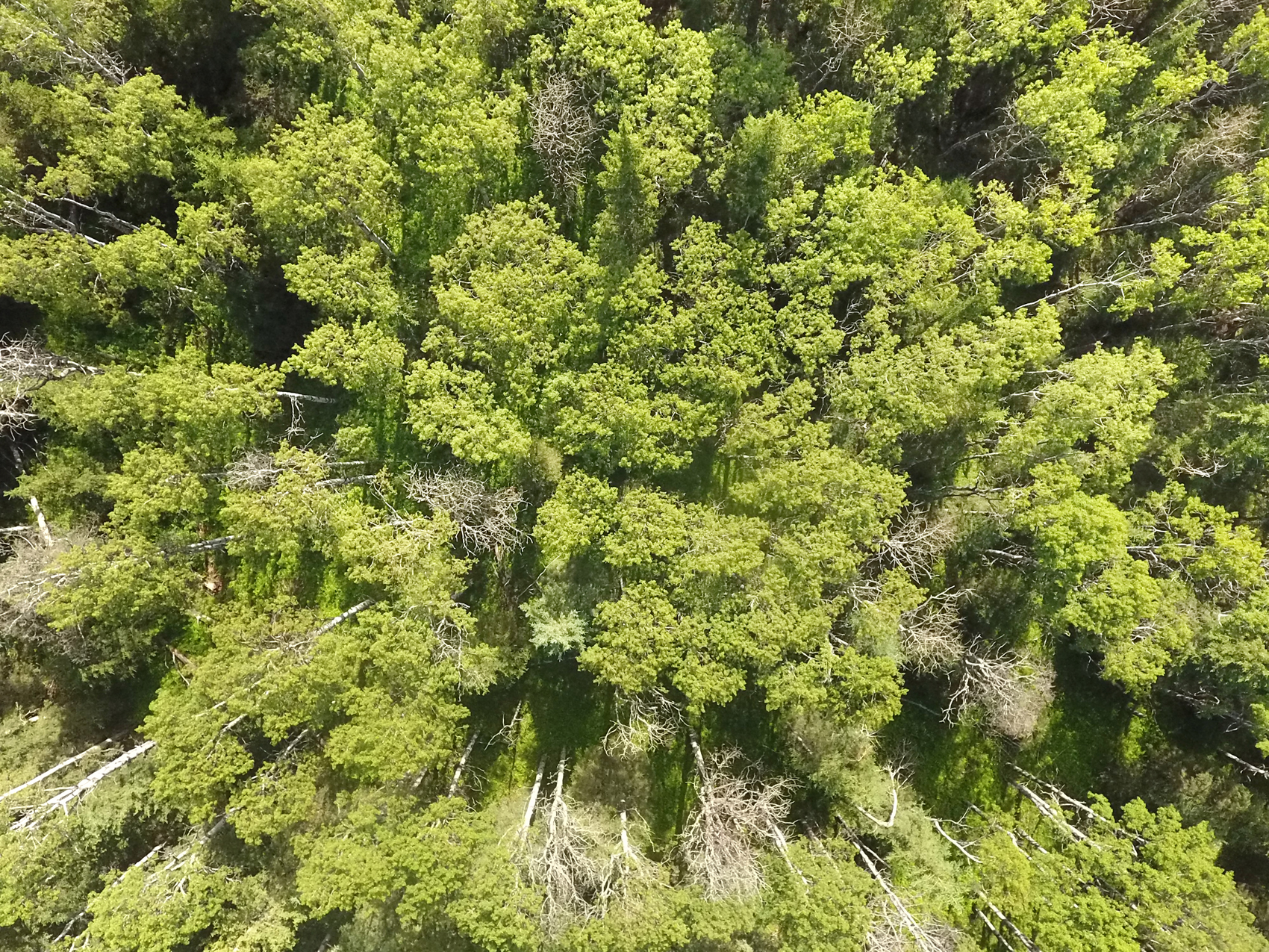 An aerial photo of trembling aspens
