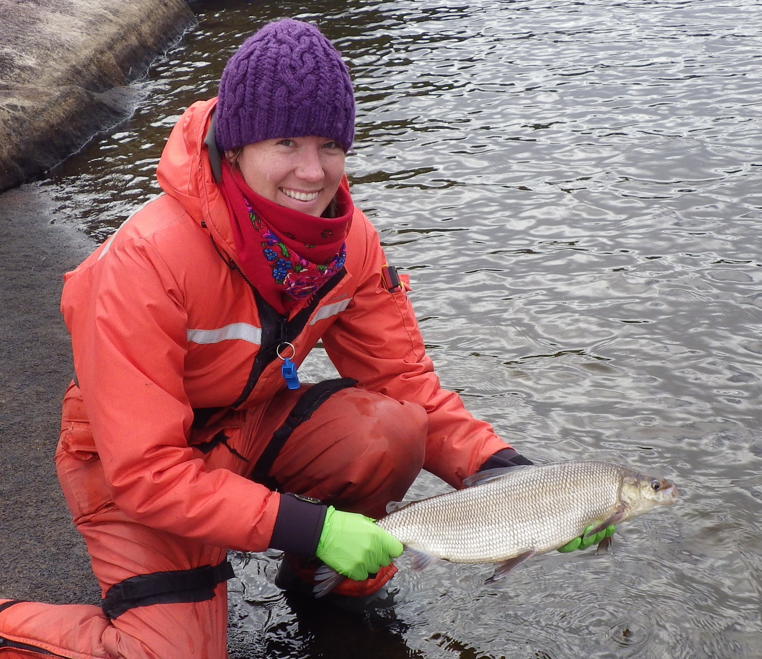 Researcher Lee Hrenchuk releasing a whitefish during the study. (Photo by Paul Blanchfield)