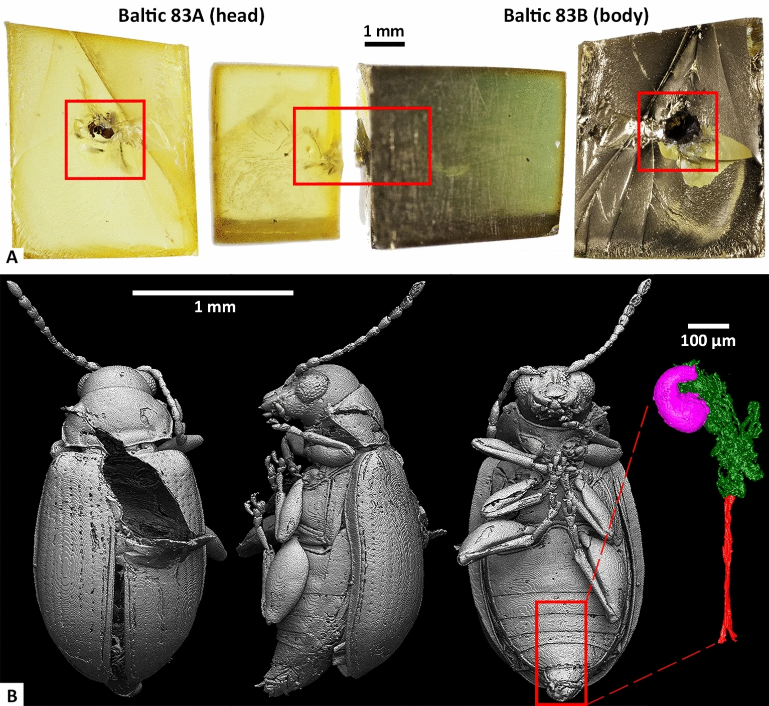 Photographs and 3D CT models of Baltic 83, a 44-million-year-old beetle trapped in amber. The piece of amber was cracked open, splitting the beetle in half. Excellent preservation allows a life-like reconstruction of the insect such that even internal soft tissues, such as the genitalia (bottom right), are preserved. (Visuals provided by research team)