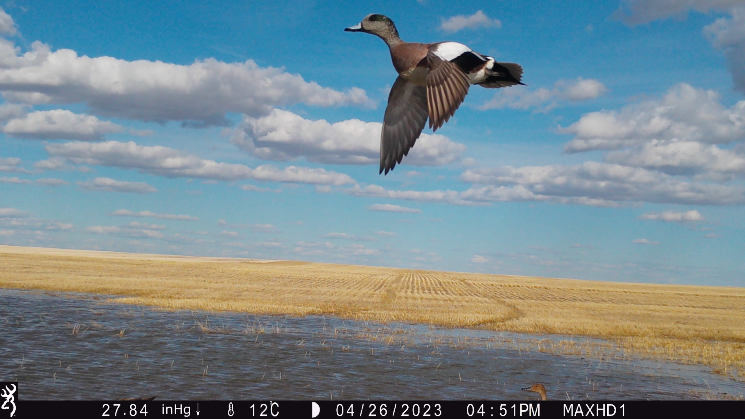 An American Wigeon captured on a trail camera on one of Rustad's cropland sites.