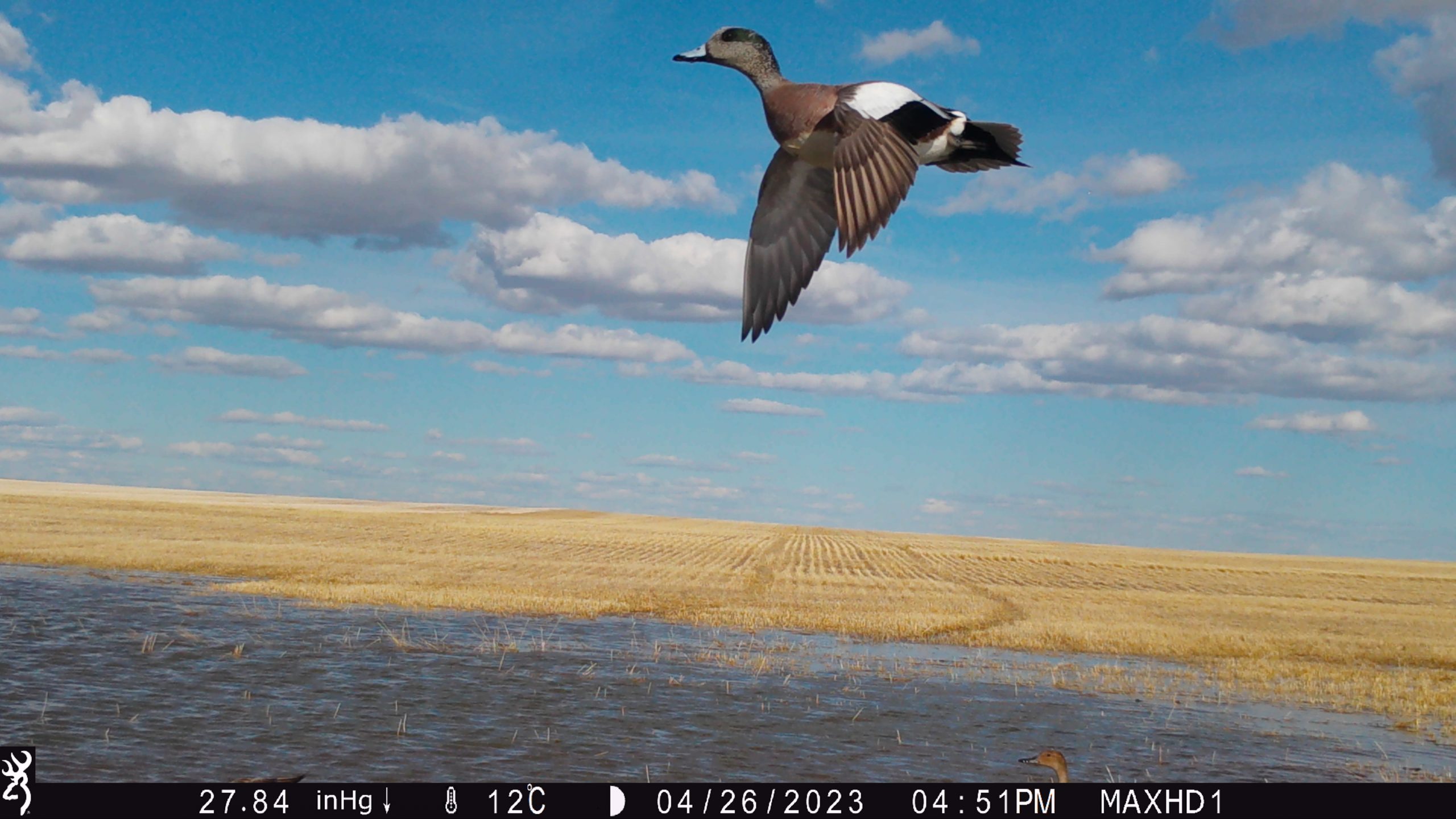 UofR_REG-T-1-SIL-1_2023-04-26_165151.000 An American Wigeon captured on a trail camera on one of Rustad's cropland sites.