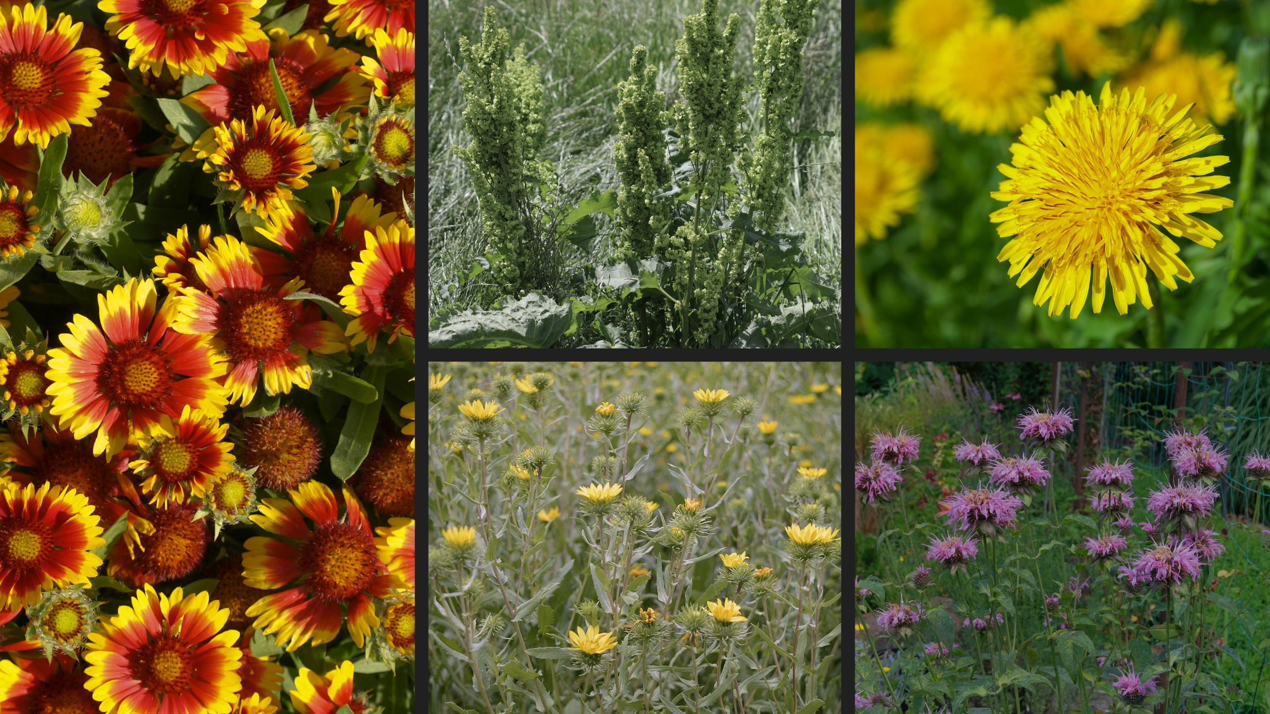 Several plant extracts—including bergamot, dock, gaillardia, and dandelion—were able to stop MRSA growth.