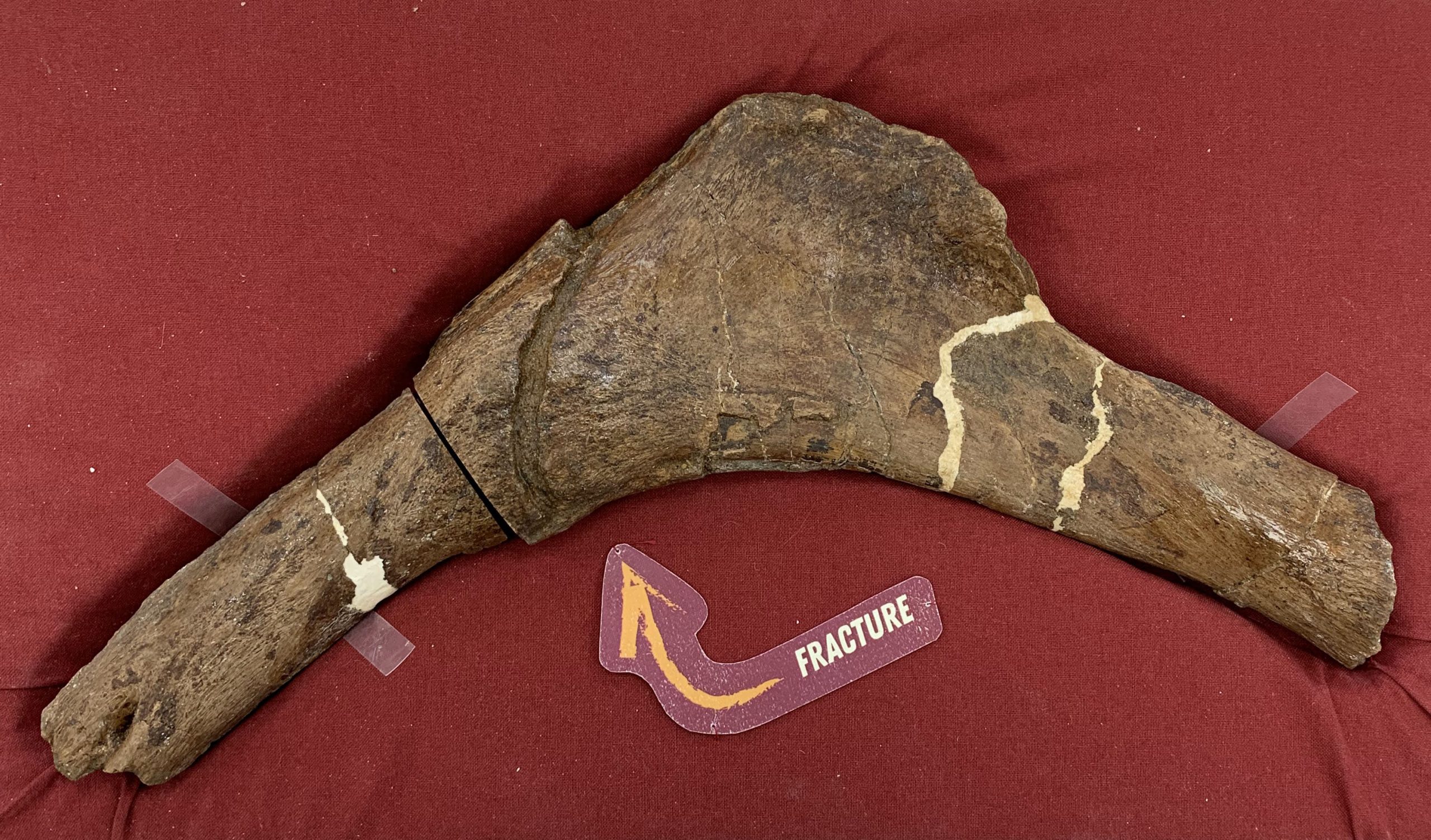 Scotty_Full_Rib_Display A photo of Scotty’s rib bone. (Photo courtesy of Jerit Mitchell)