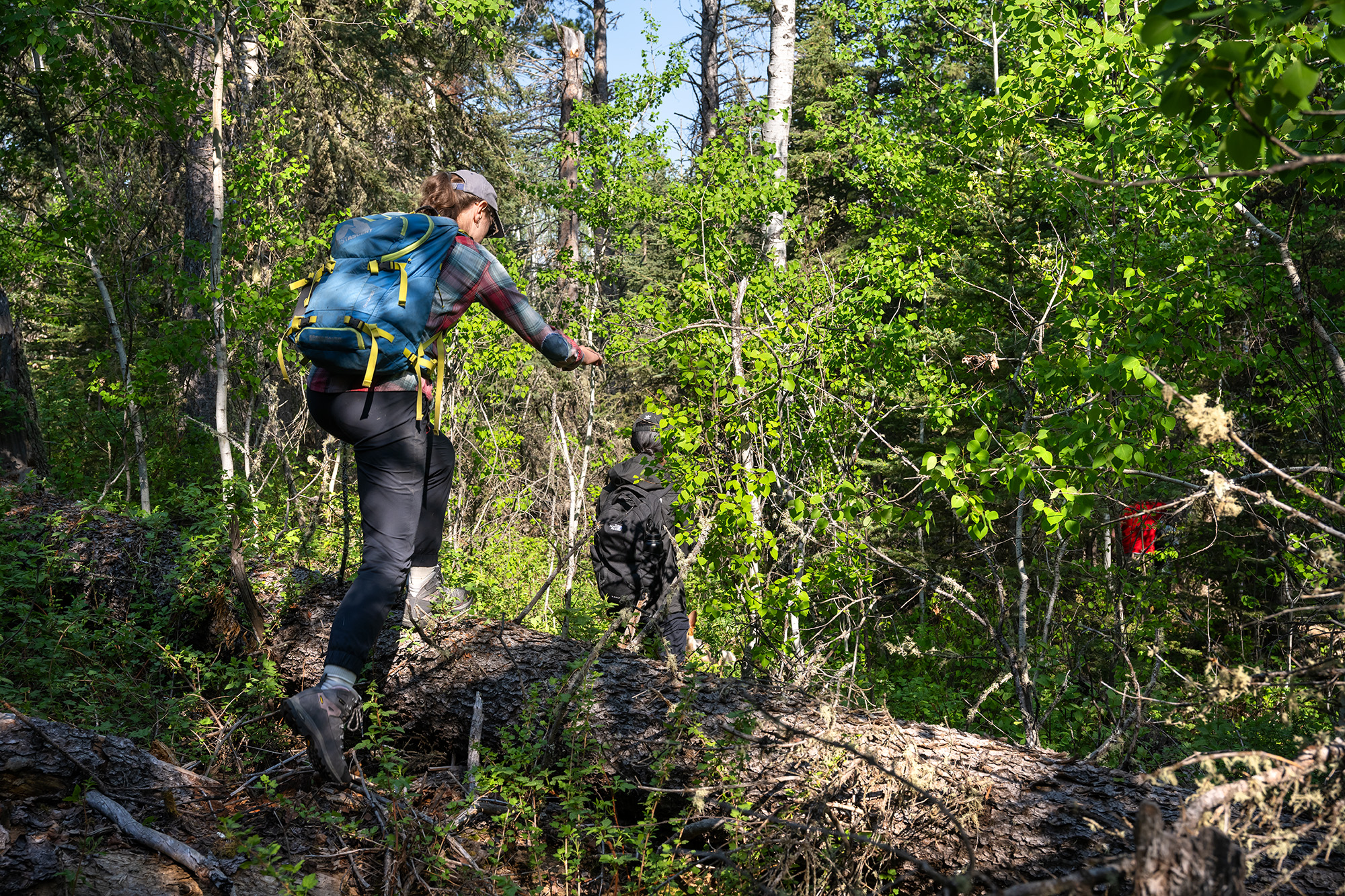 25-040-265 web Dr. Anna Crofts clambers over a dead tree as she hikes into the research plot to collect data. (Photo by Trevor Hopkin)
