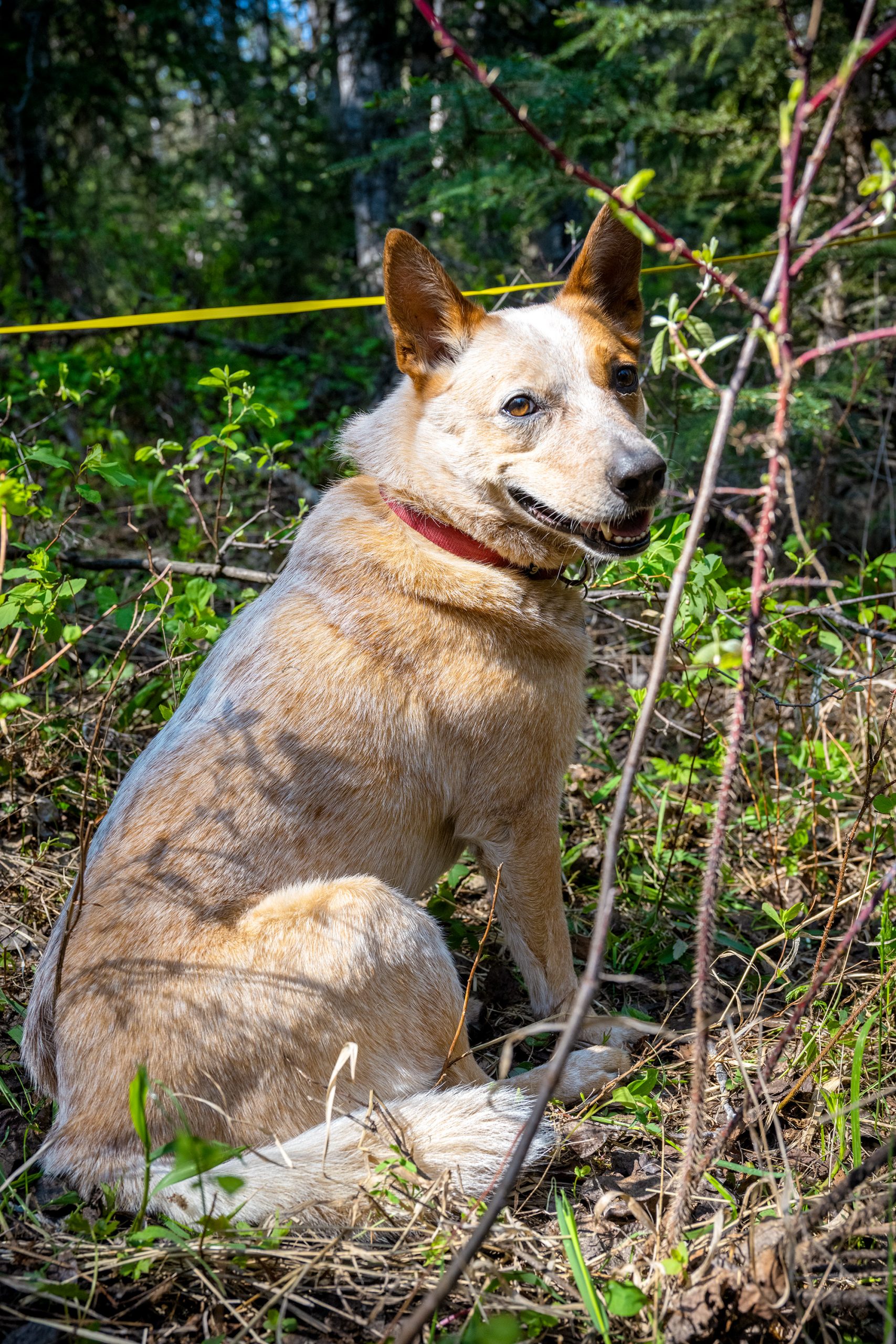 25-040-312 web Willow helps out in the field. (Photo by Trevor Hopkin)